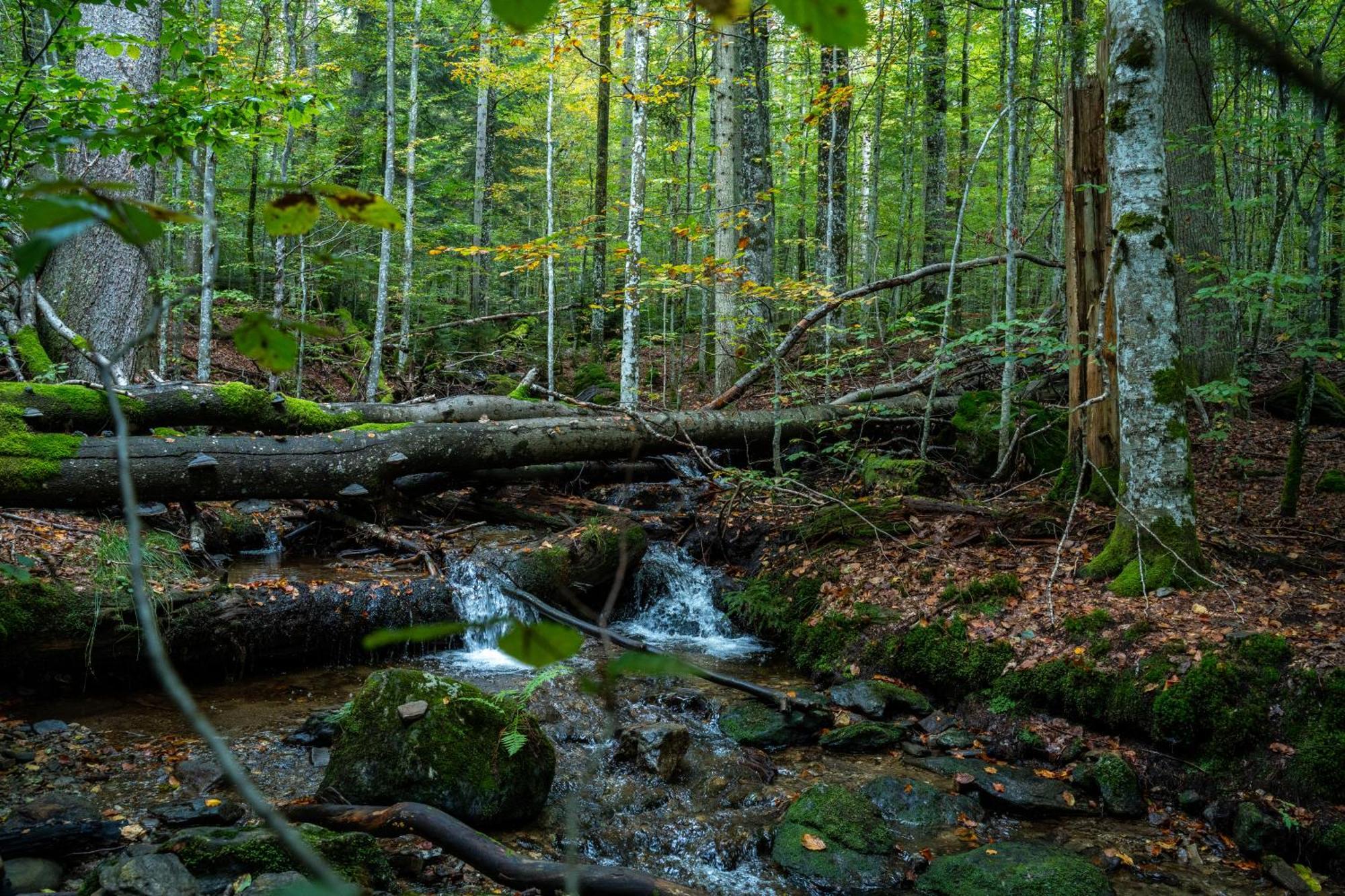 Grosser Arber, Wandern & Sauna, Gemuetliches Apartment Im Nationalpark Bayerischen Wald Lindberg Kültér fotó